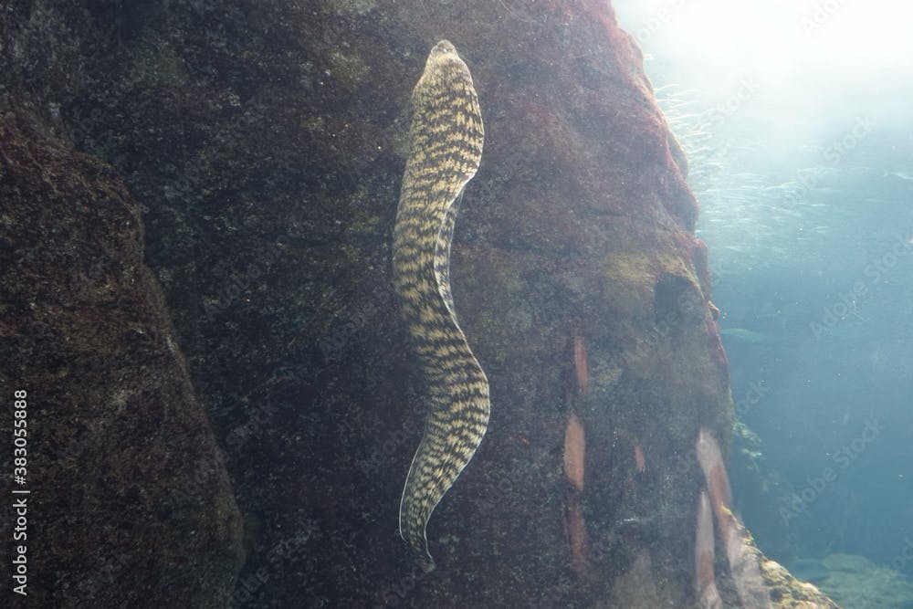 Kidako moray (Gymnothorax kidako) is widespread throughout the western to central Ocean Pacific