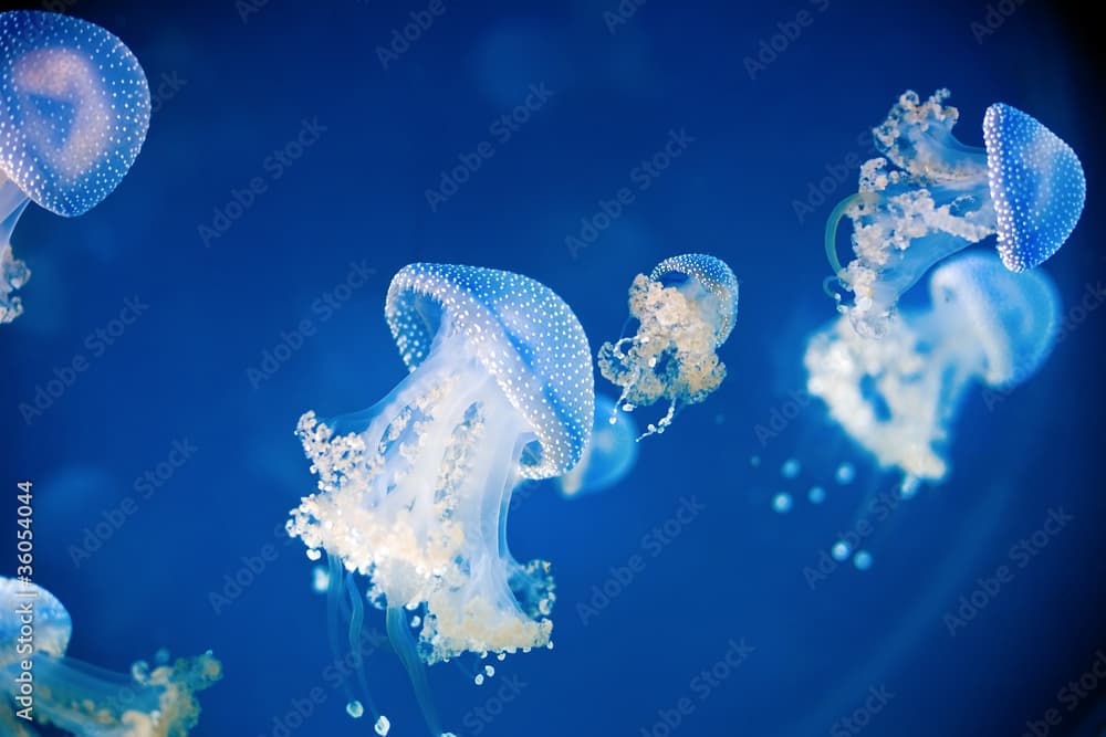 Jellyfish