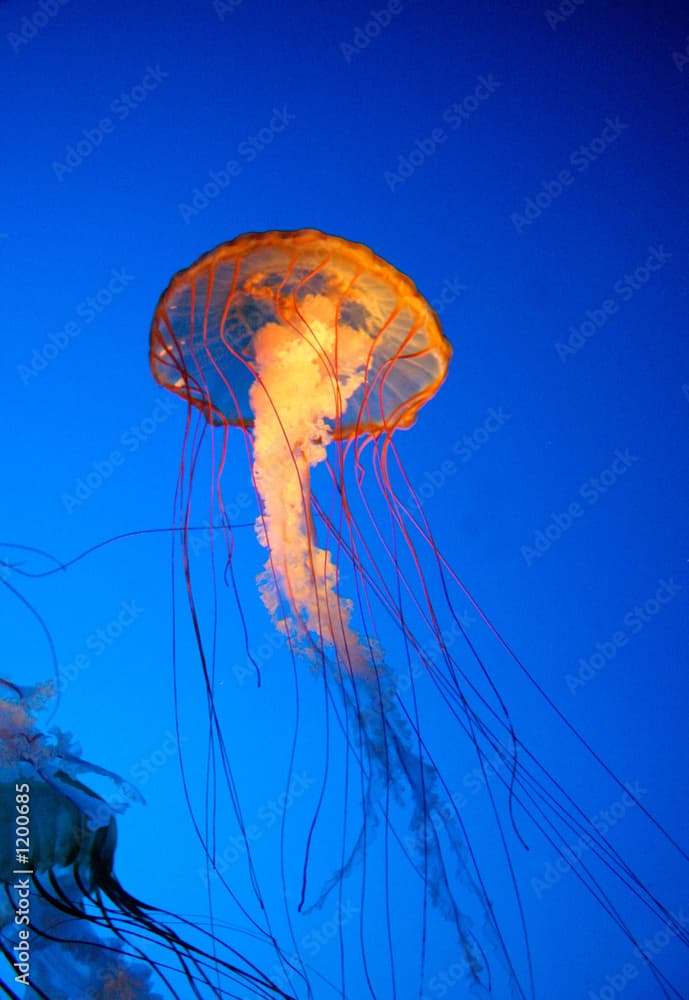 jelly fish