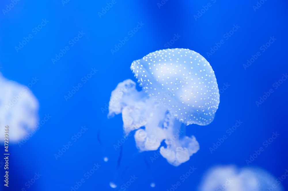 Beautiful white jellyfish in the aquarium on blue background. aq