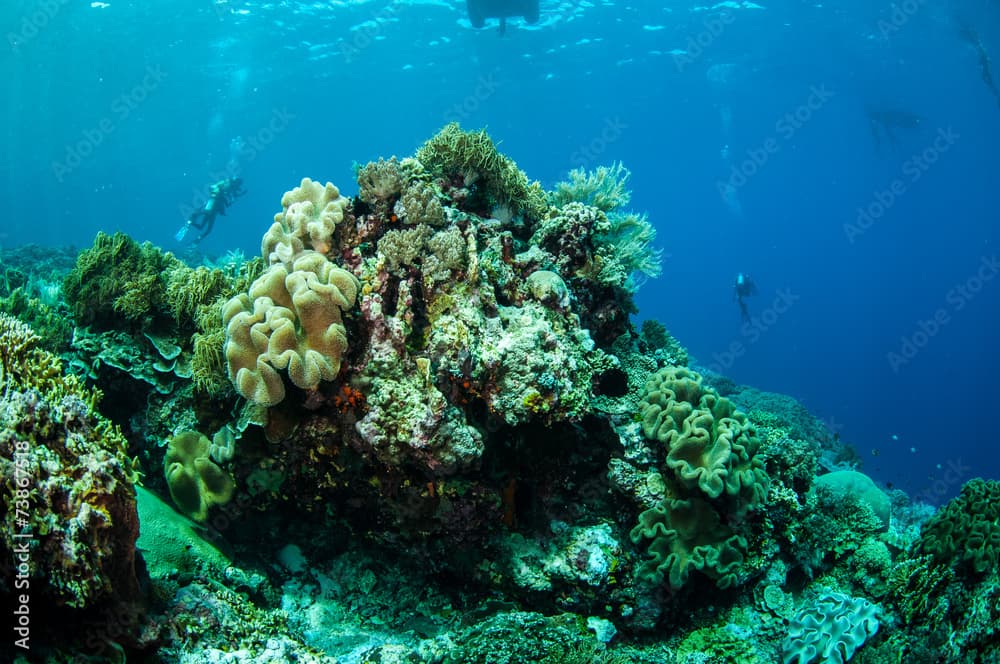 Divers, mushroom leather coral in Banda, Indonesia underwater