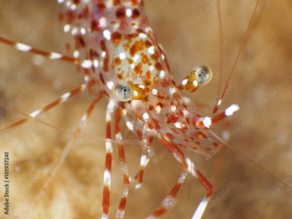 Clear cleaner shrimp