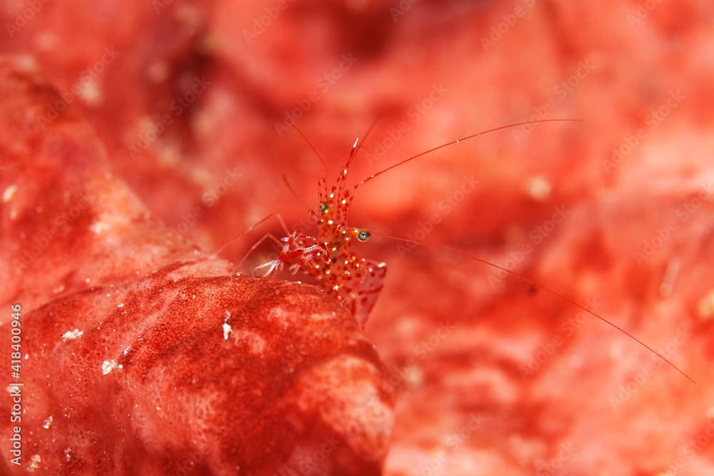 Clear cleaner shrimp (urocaridella antonbruunii) waiting for customers in Layang Layang, Malaysia