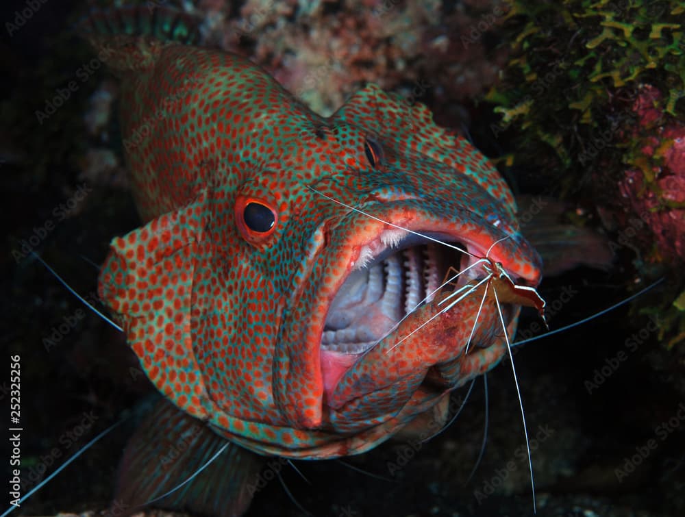 Amazing underwater world - Cleaning station. Coral Grouper - Cephalopholis miniata + Clear cleaner shrimp - Urocaridella antonbruunii.