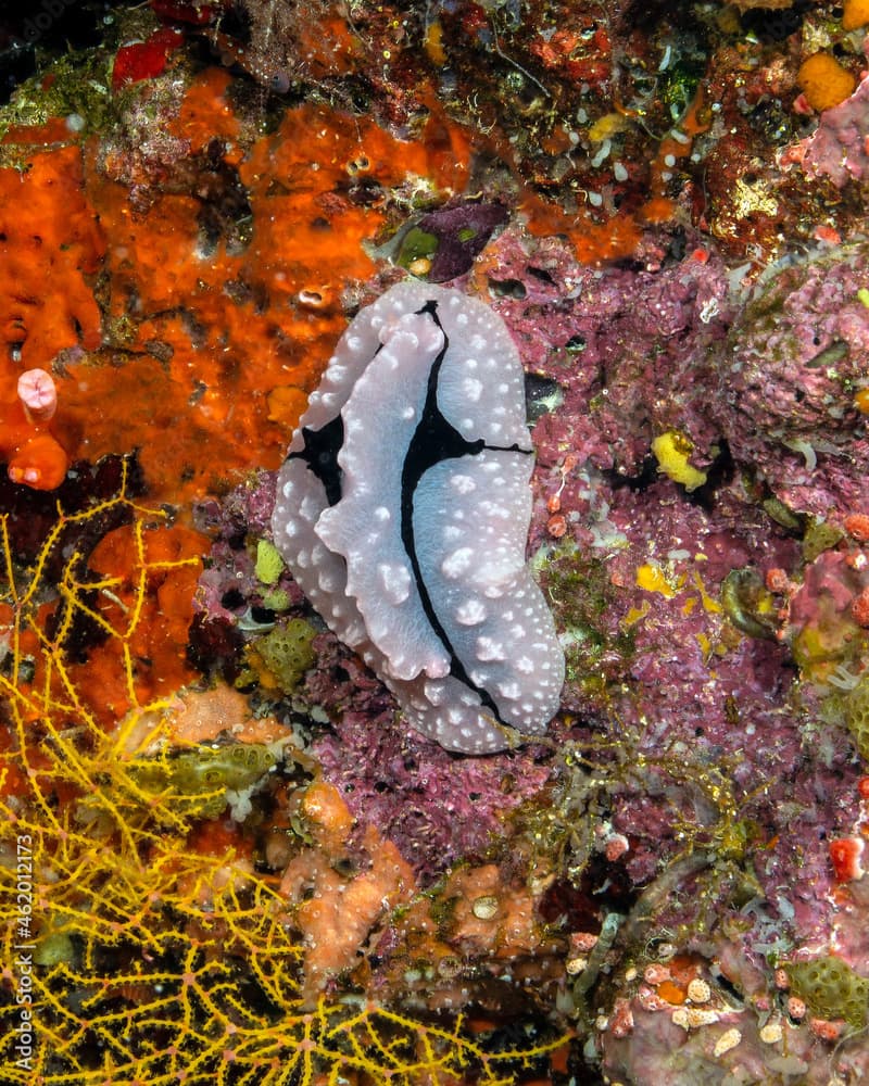 Phyllidiopsis shireenae in Maldives