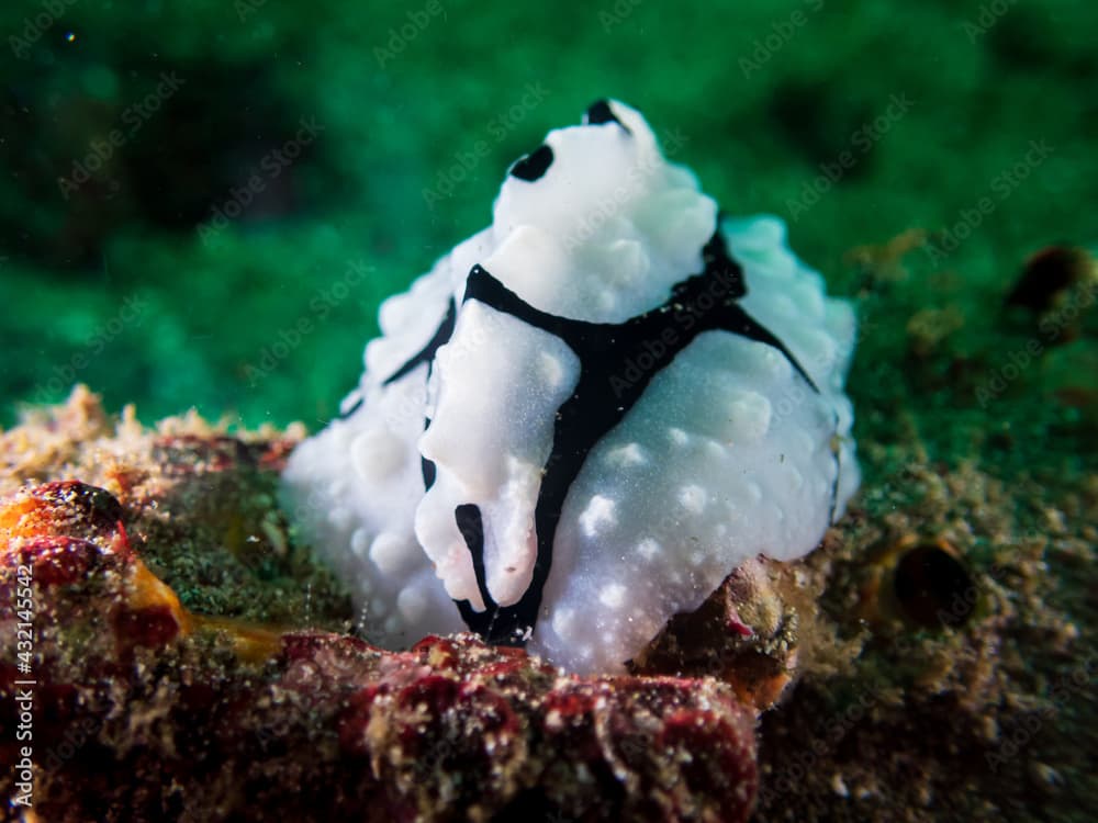 Shirin's Phyllidiopsis (Phyllidiopsis shireenae) a sea slug, dorid nudibranch near Anilao, Mabini, Philippines.  Underwater photography and travel.