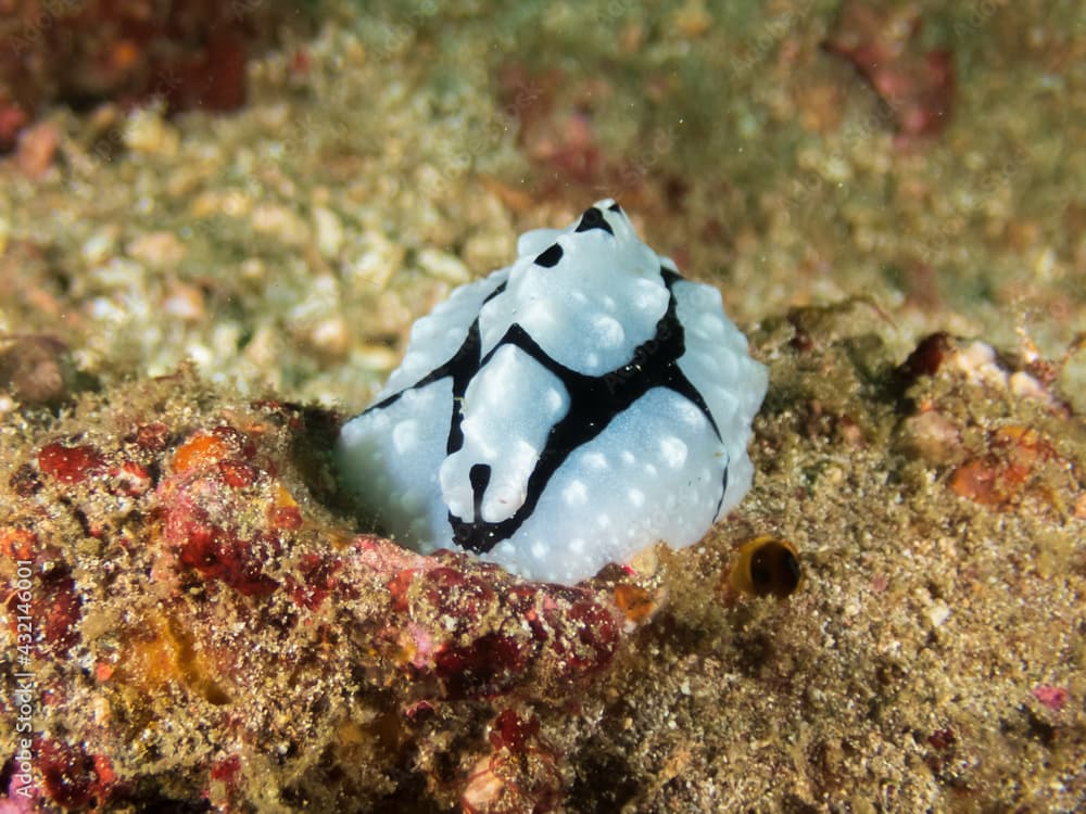 Shirin's Phyllidiopsis (Phyllidiopsis shireenae) a sea slug, dorid nudibranch near Anilao, Mabini, Philippines.  Underwater photography and travel.