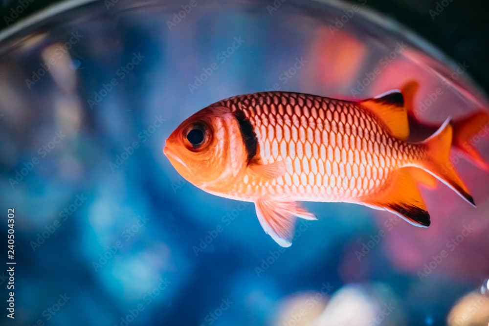 Pinecone Soldierfish Fish Myripristis Murdjan With Big Eyes Swim