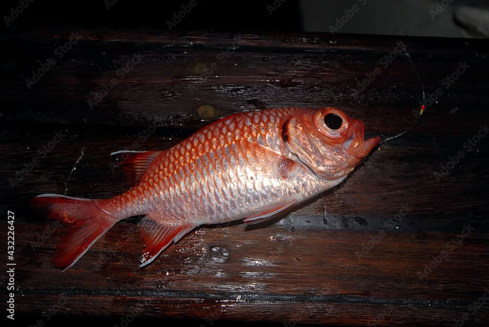 Soldierfish (Myripristis murdjan) on deck of a ship, caught by sportfisher