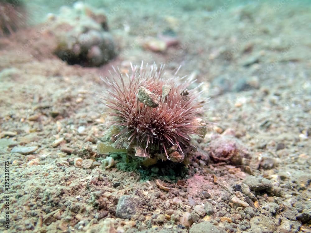 Underwater marine life, Psammechinus microtuberculatus commonly called green sea urchin, Mediterranean Sea