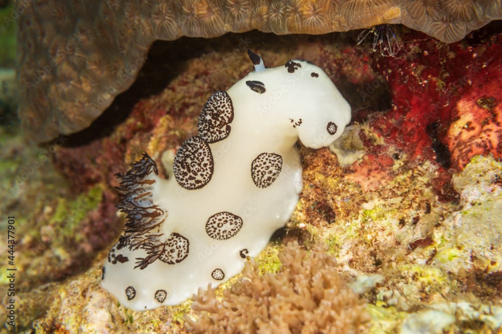 Funeral Jorunna (Jorunna funebris), or dotted nudibranch, a sea slug, dorid nudibranch at Santa Sofia I dive site in Sogod Bay, Southern Leyte, Philippines.  Underwater photography and travel.