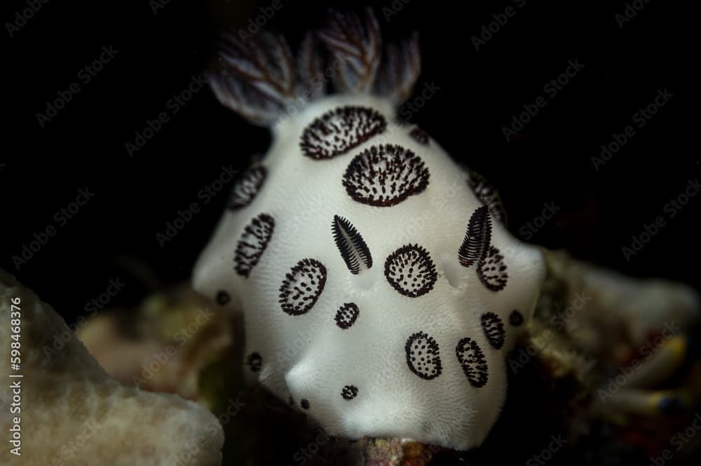 Doris Nudibranch or Jorunna funebris