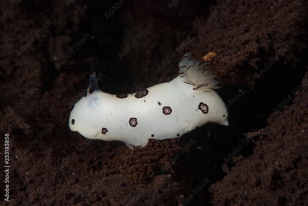 Jorunna funebris Nudibranch