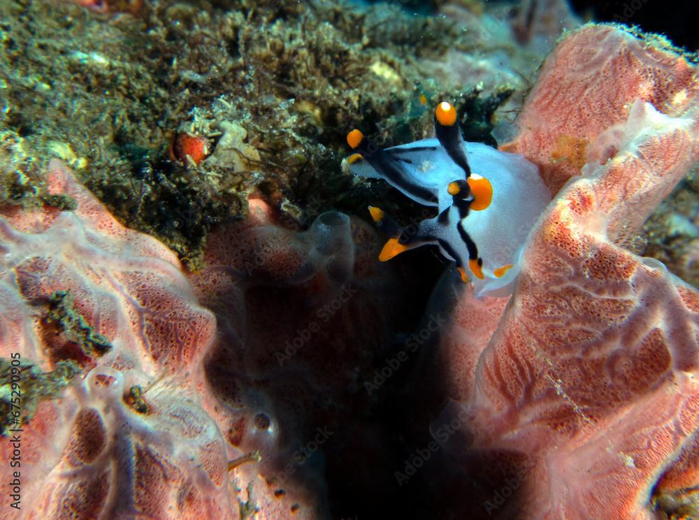 A Thecacera picta nudibranch crawling on soft corals Dauin Philippines