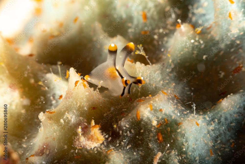 Painted Thecacera, Thecacera picta is a species of sea slug, a nudibranch, a shell-less marine gastropod mollusk in the family Polyceridae