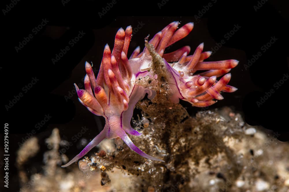 Flabellina  rubrolineata