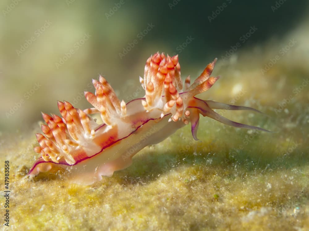 Nudibranch Flabellina rubrolineata