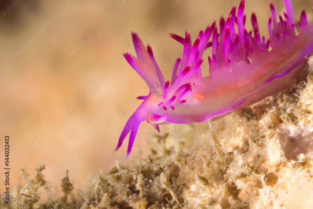 Flabellina rubrolineata Nudibranch, Sea Slug