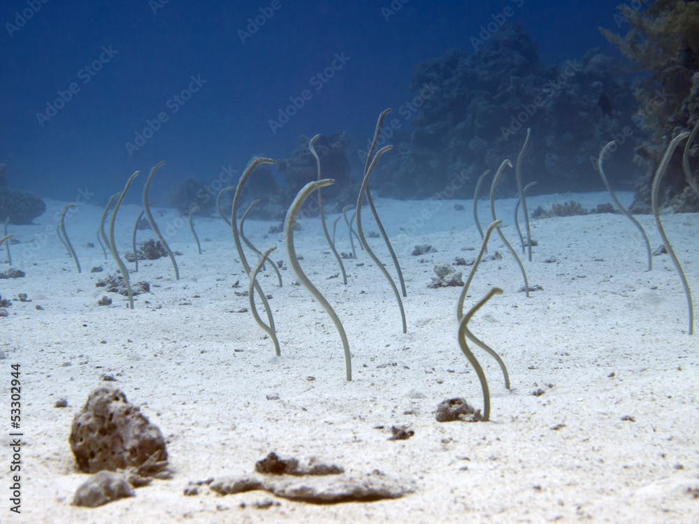 Red sea garden eel