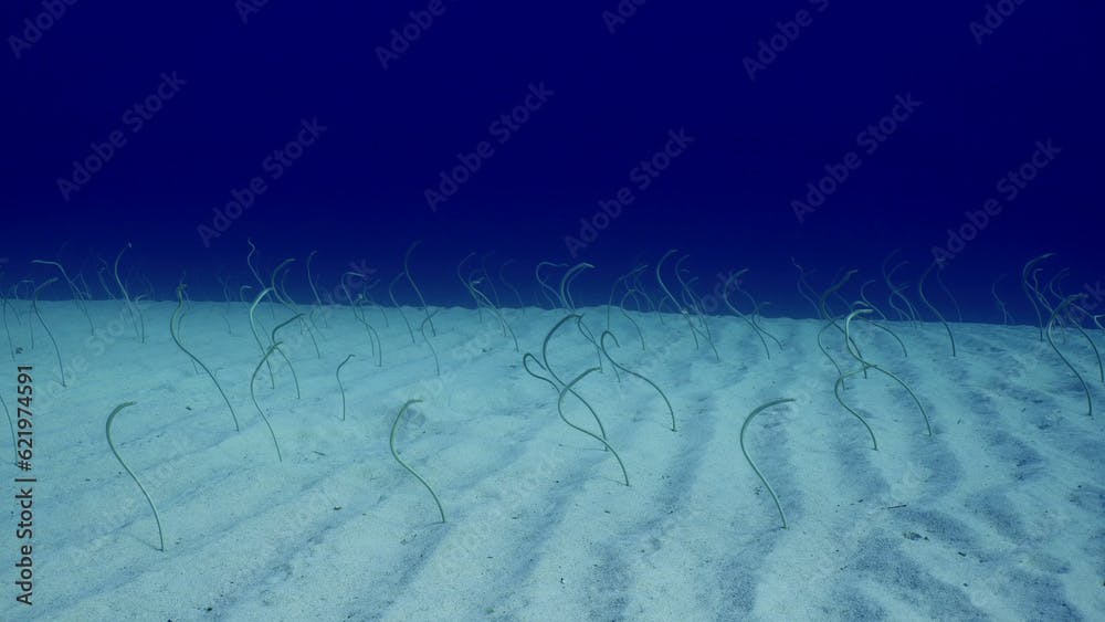 Group of Red Sea garden eels, Indo-Pacific garden eel or Spotted Garden Eel (Gorgasia sillneri) feeds on plankton leaning out of sandy bottom on bright sunny day, Red sea, Dahab, Eel Garden, Egypt