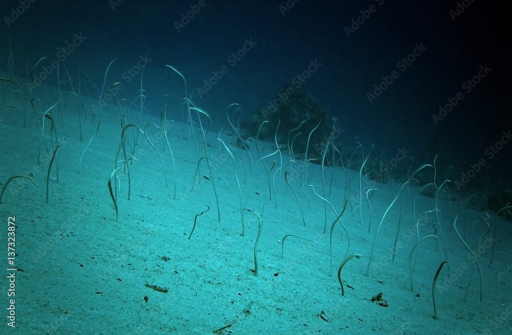 Garden eels / underwater photograph, hundreds eels on sandy area, dive site - Ras Bob, Egypt, depth - 20m.