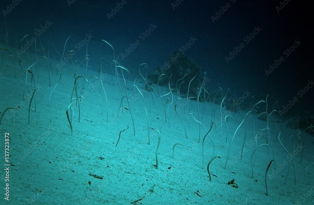 Garden eels / underwater photograph, hundreds eels on sandy area, dive site - Ras Bob, Egypt, depth - 20m.