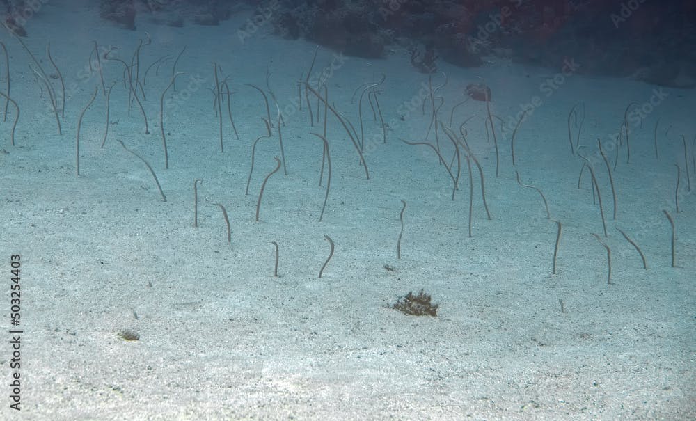 Garden Eels (Gorgasia sillneri) in the Red Sea, Egypt