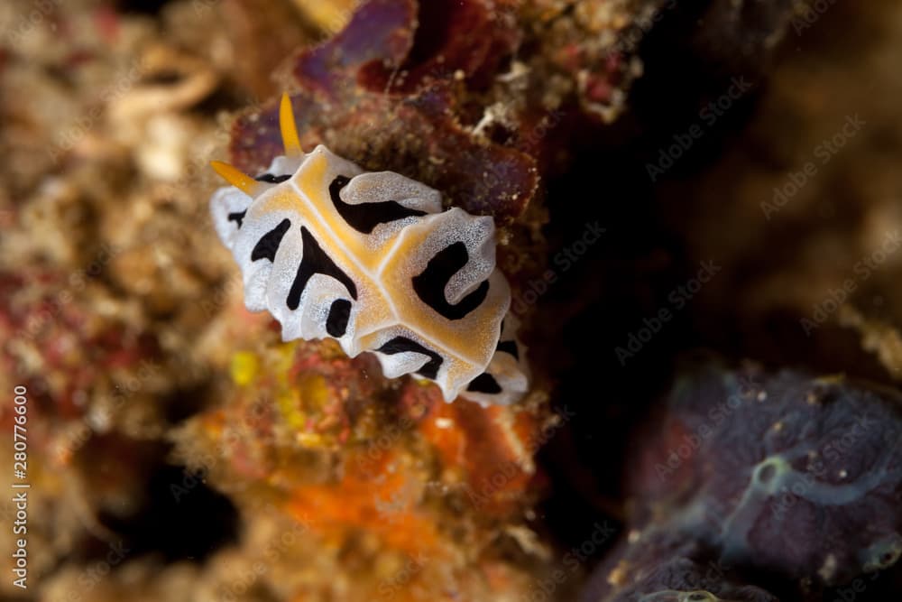 Reticulidia fungia is a species of sea slug