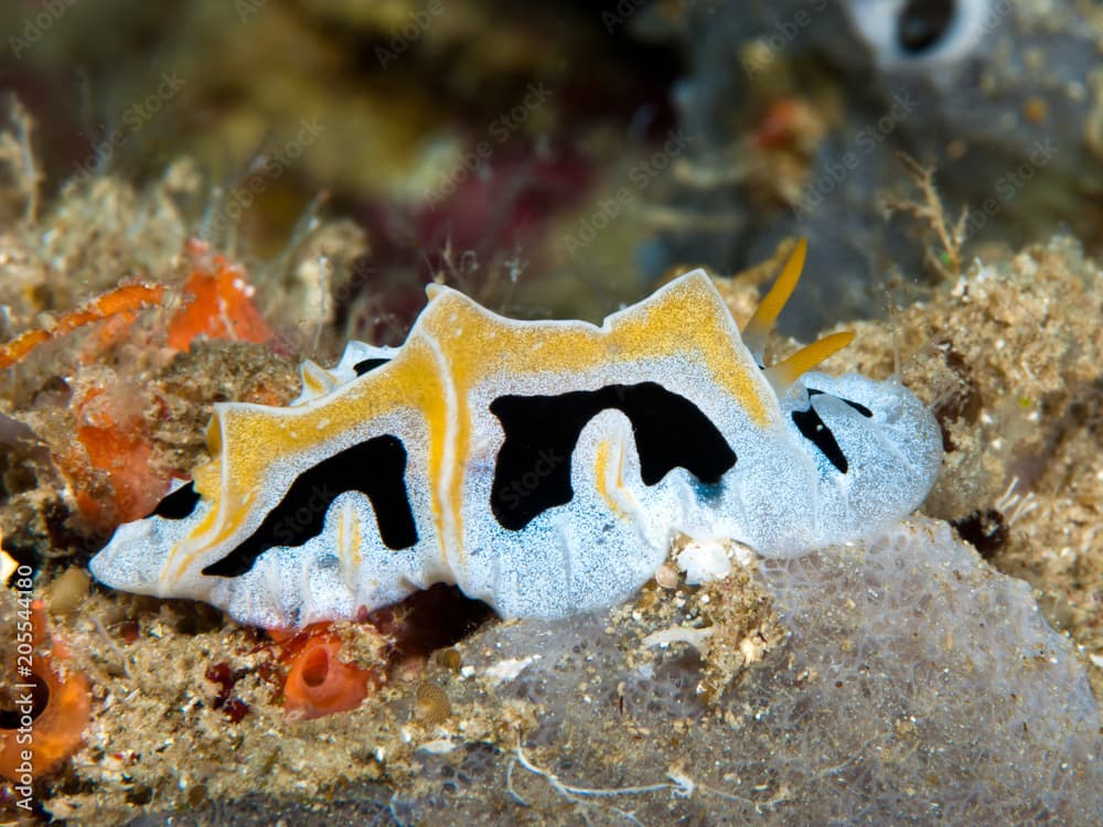 Nudibranch