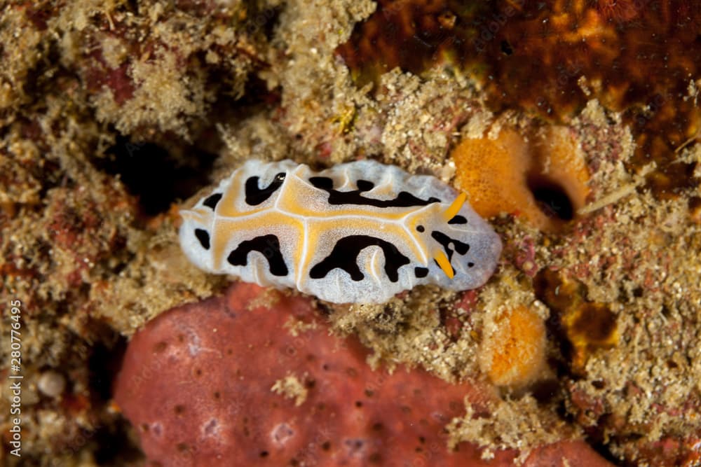 Reticulidia fungia is a species of sea slug