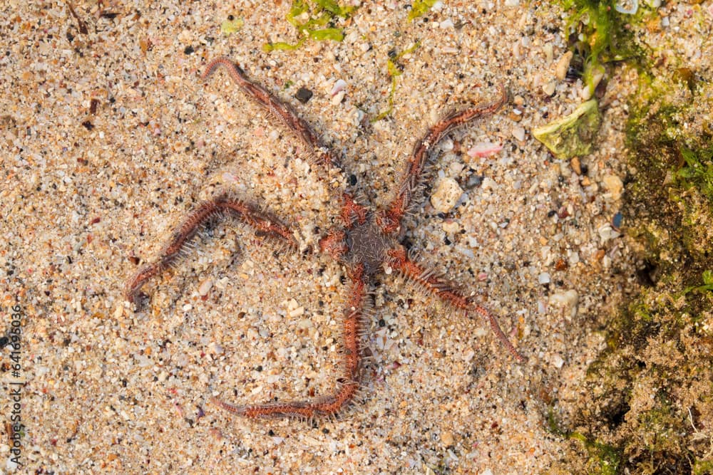 close up Brittle stars, serpent stars, or ophiuroids are echinoderms