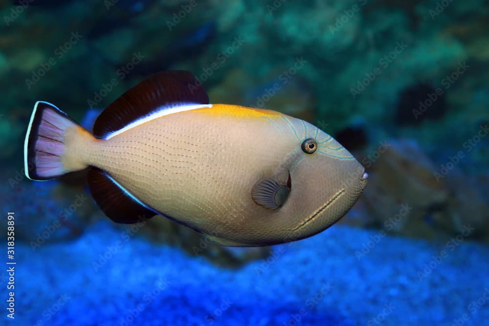 Melichthys indicus - Indian triggerfish in sea water