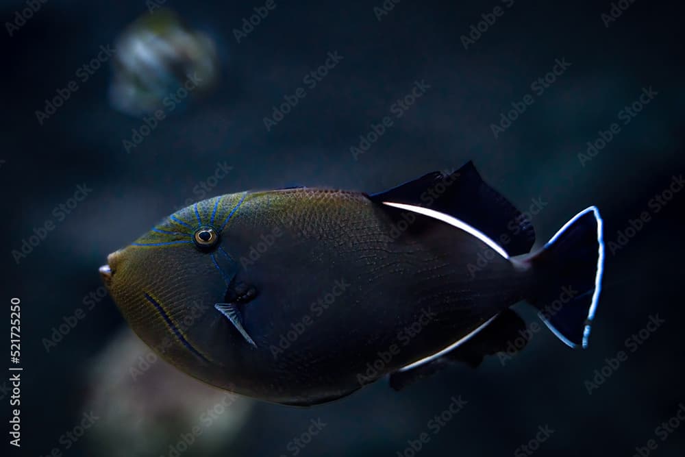 Indian triggerfish floating or swimming underwater in the sea, marine life concept