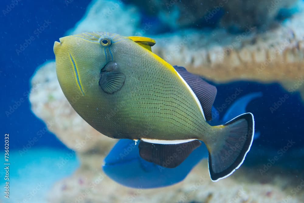 Melichthys indicus - Indian triggerfish