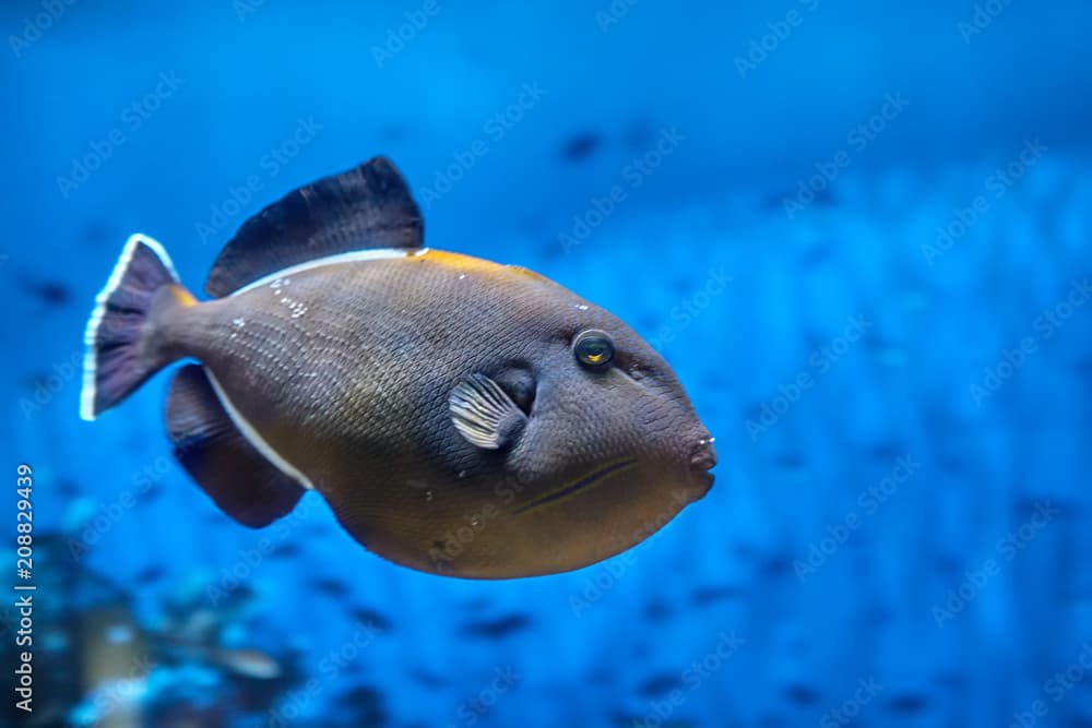 Coral reef fish Black Triggerfish or  Melichthys indicus, seawater aquarium.