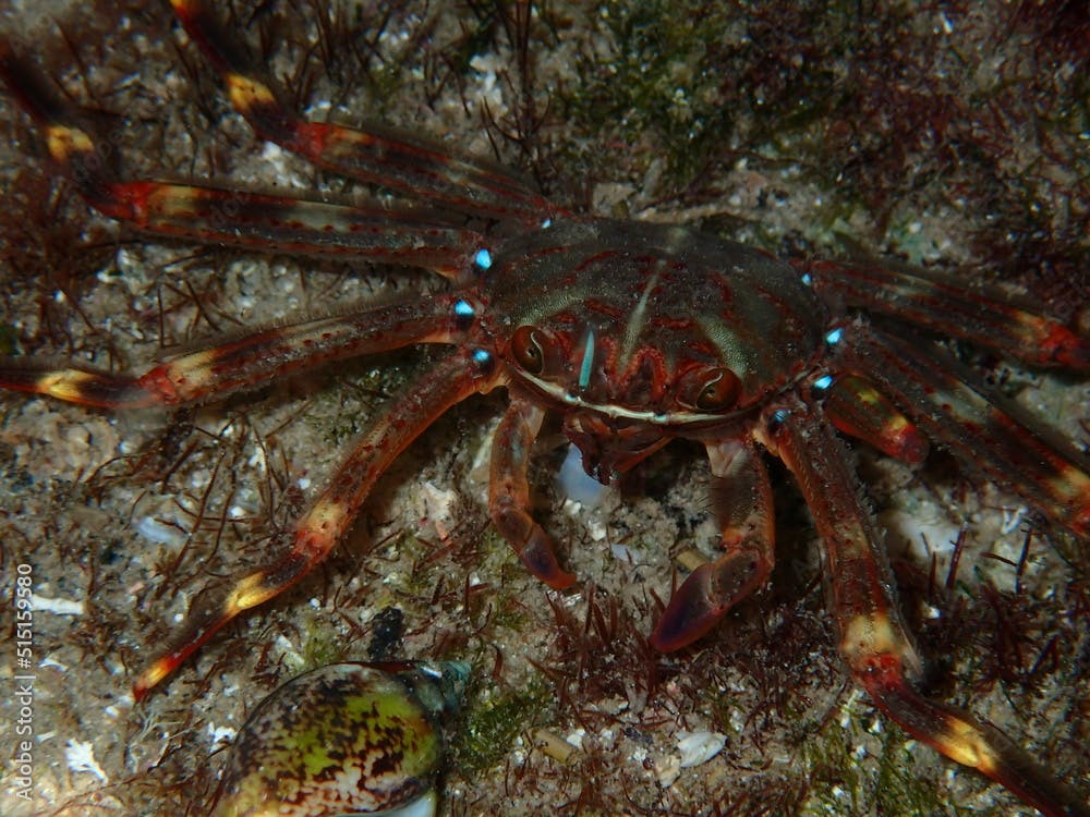 Percnon gibbesi, urchin crab or nimble spray crab, Costa Blanca, Spain