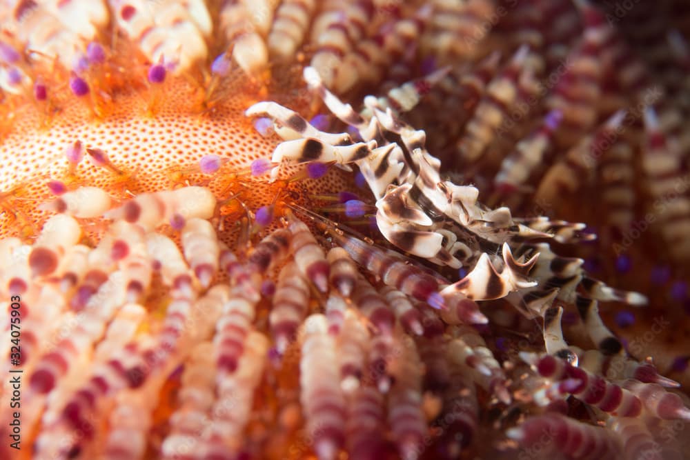 Zebra urchin crab