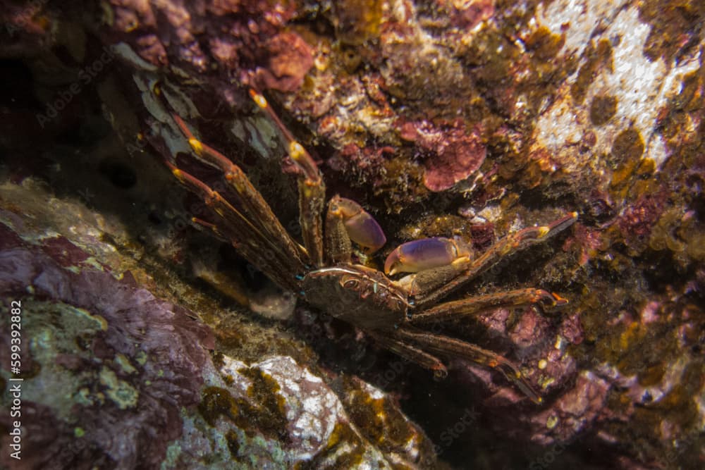 Cangrejo araña. Percnon gibbesi. Especie invasora en el mediterráneo.