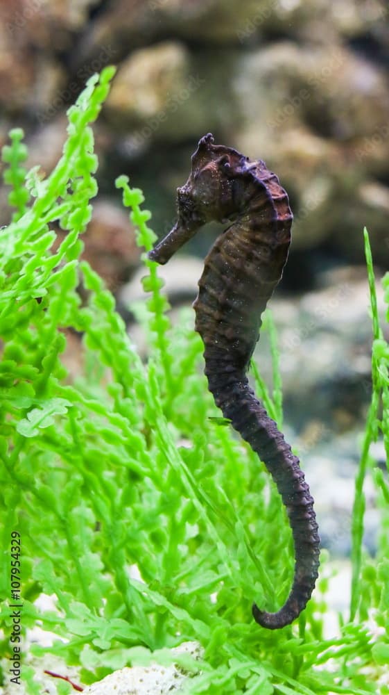 Common Seahorse.