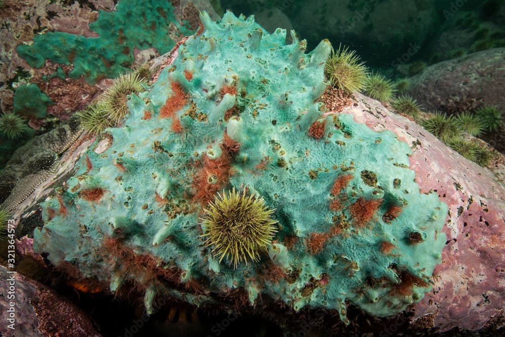 Crumb of Bread Sponge underwater in the St. Lawrence River