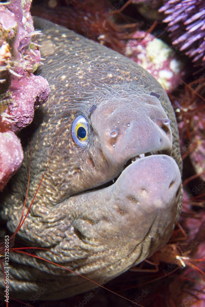 Moray eel in crevice