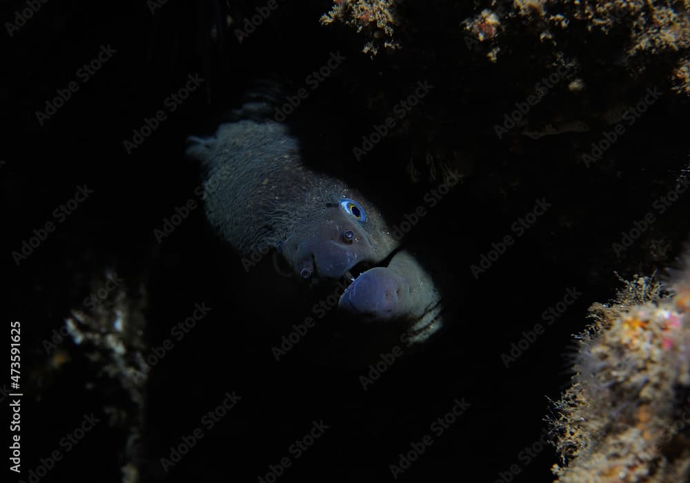 California moray, Gymnothorax mordax, Anacapa Island, California, USA