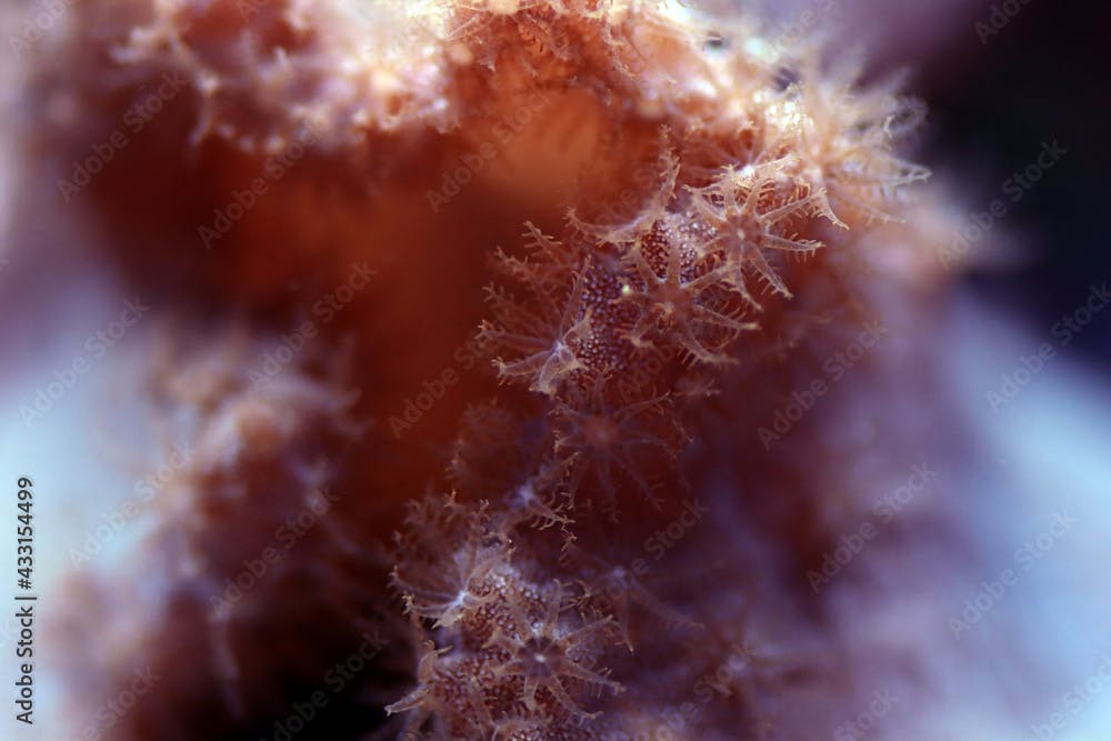 Pink Cabbage Leather Coral - (Sinularia brassica) 