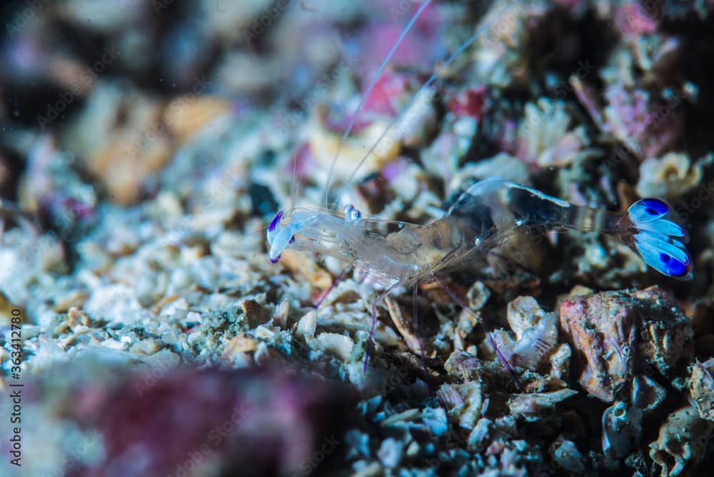 オドリカクレエビ (periclimenes magnificus) 、英語名のアネモネシュリンプと呼ばれることも。三重県尾鷲市