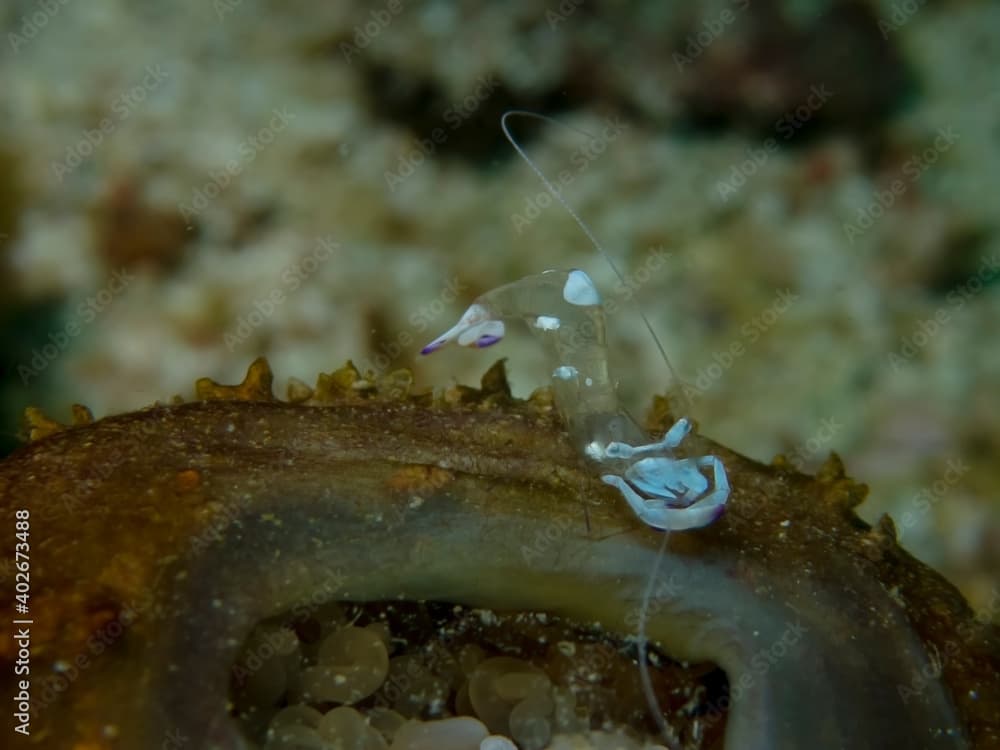 Magnificent Anemone Shrimp (Periclimenes magnificus)