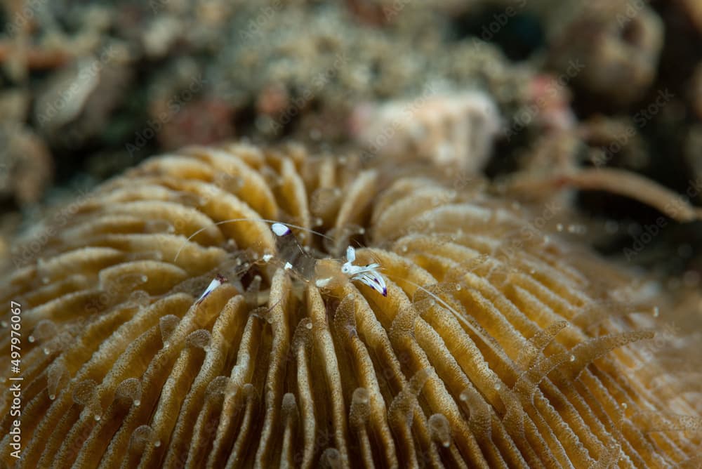 Gambero dell'anemone, Ancylomenes magnifica, sopra un corallo duro