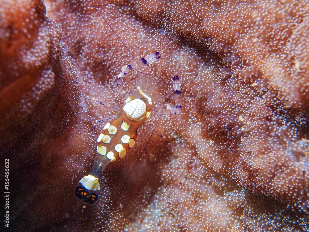 Magnificent Anemone Shrimp (Ancylomenes magnificus)