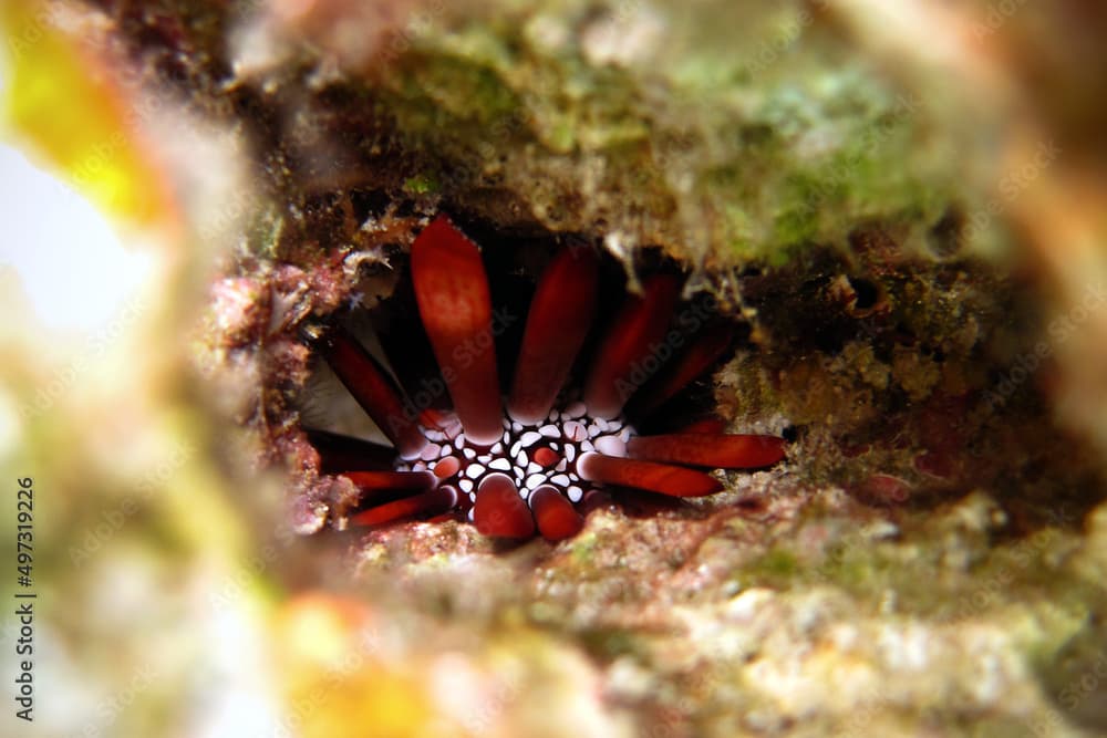 Phyllacanthus Imperialis - Imperial Sea Urchin - Imperial Urchin - Pencil Sea Urchin