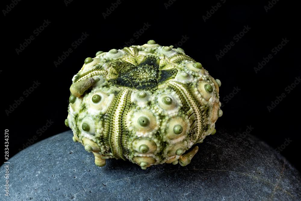 Green Sputnik sea urchin shell. Shell measures about one inch (2.5 cm) across.