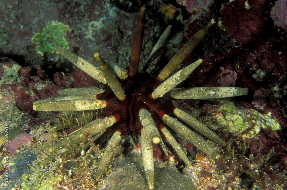 Sea urchin, Phyllacanthus imperialis, Sulawesi Indonesia.